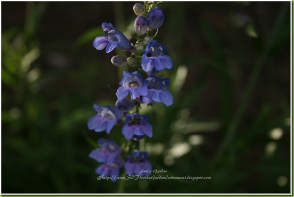 2011-07-09_00034 2011-07-09_00034