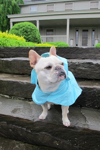 Francesca, it's raining again!  Good thing we have these new rain slickers from PetSmart.