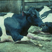 sick cows.jpg