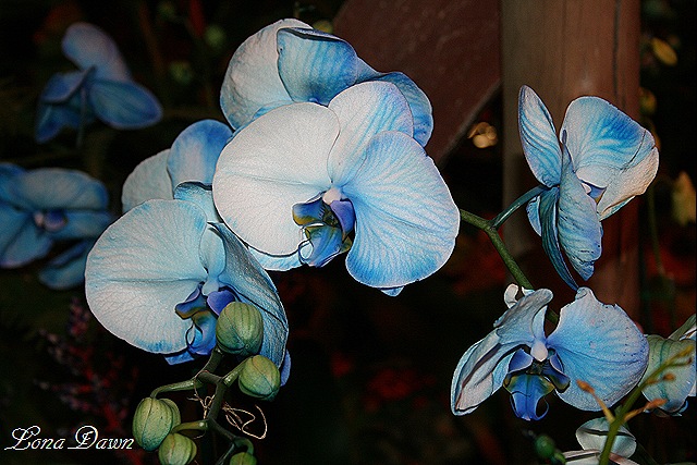 [HGS_Orchid_BluePhalaenopsis%255B9%255D.jpg]