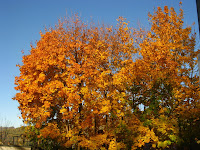 IMG_4644.JPG Photo