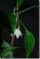 DSC_0147 DSC_0147