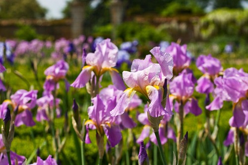 Irises-7