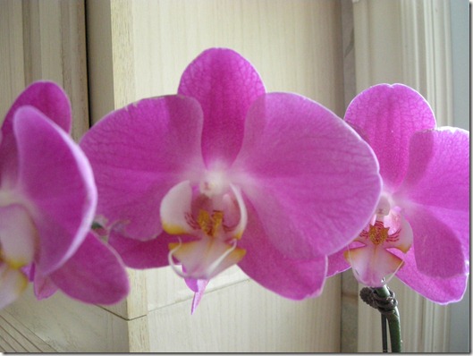 Orchid 002