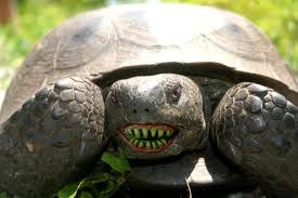 [Crazy%2520Turtle%255B2%255D.jpg]