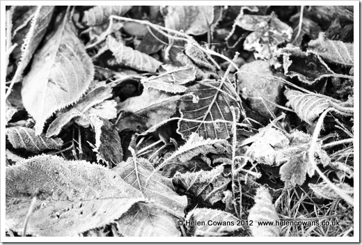 Frosty leaves B&W