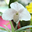orchid_0061.JPG