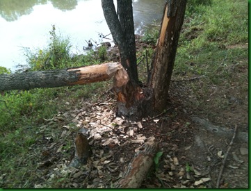 Beaver 006 Beaver 006