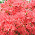 Kám, Jeli arborétum / DSCN1092.JPG