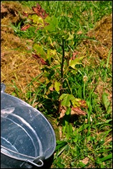 tulip poplar