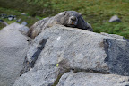 A very photogenic Marmot