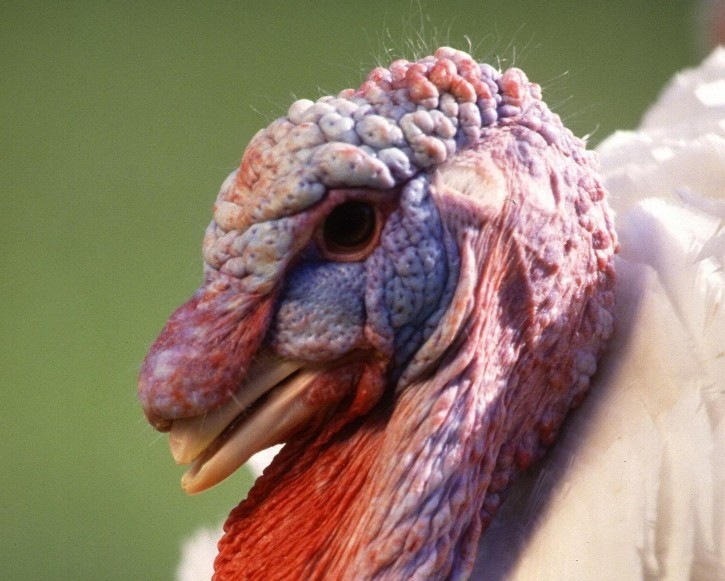 [turkey-head%255B3%255D.jpg]