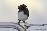 Little visitor on Tahina