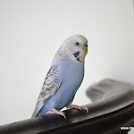DSC_0039.JPG