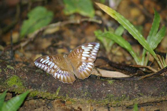 Tanaecia orphne BUTLER, 1870. Sepilok (Sabah), 10 août 2011. Photo : J.-M. Gayman