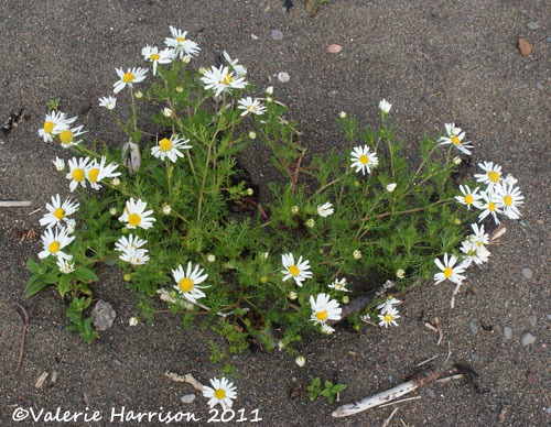 [22-daisies%255B2%255D.jpg]