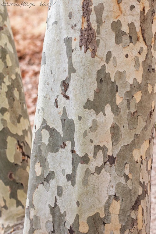 [IMG_4825%255B12%255D.jpg]