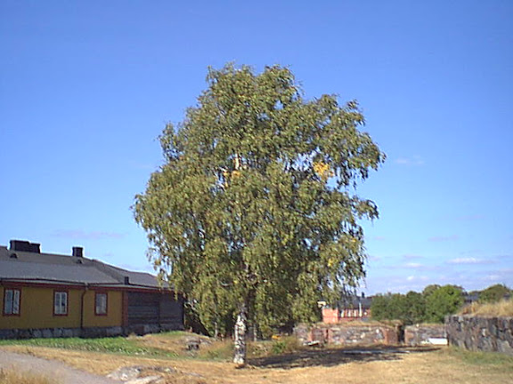 Lonely birch tree