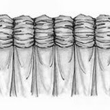 shirred cuff drapery style