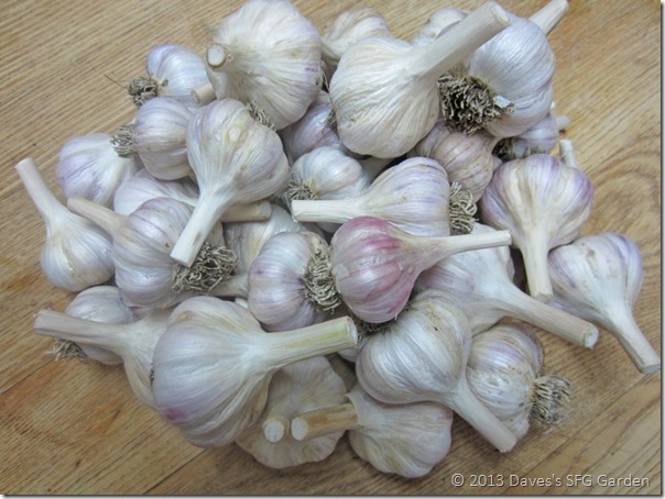 red_chesnok_garlic