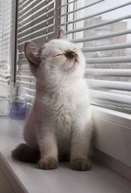 [cat%2520sunshine%255B3%255D.jpg]