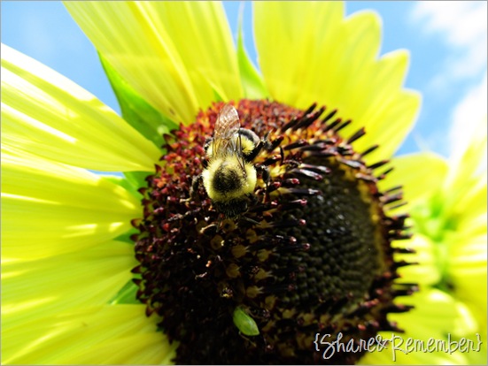 sunflowerbee2