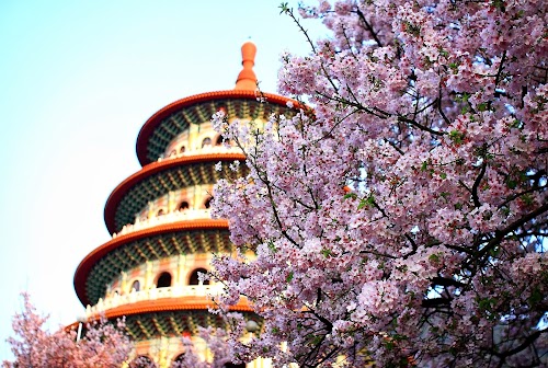 櫻花在臺灣新北市天元宮_Cherry_blossom_in_New_Taipei_City,_TAIWAN.jpg