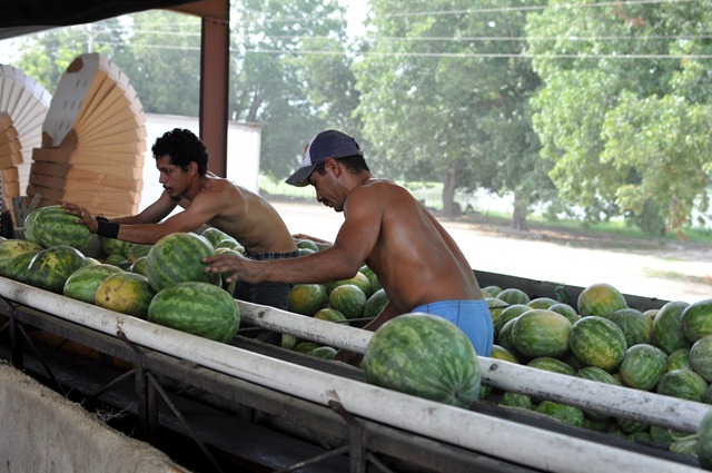 [watermelons%252011%2520071211%2520%252829%2529%255B7%255D.jpg]