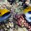 Fish Feeding In The Coral - Oak Beach, Australia