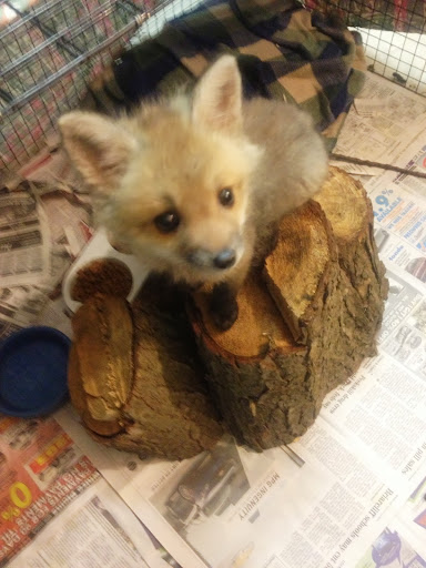 Maggie works with all sorts of wildlife- like this little fox! One of her goals for Frances is to socialize her with other squirrels in similar circumstances- she will then be released with into the wild with her new friends. Maggie works with all sorts of wildlife- like this little fox! One of her goals for Frances is to socialize her with other squirrels in similar circumstances- she will then be released with into the wild with her new friends.