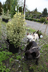 Here's another variegated plant, the Buxus Variegota, or variegated boxwood shrub.  These are evergreens that are often used for topiary.  Let's take one and start snipping away.  Let's turn it into a Frenchie!