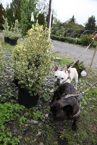 Here's another variegated plant, the Buxus Variegota, or variegated boxwood shrub.  These are evergreens that are often used for topiary.  Let's take one and start snipping away.  Let's turn it into a Frenchie!