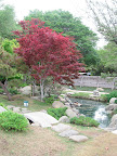 The pond, bridge, and some Japanese maples - along with two very lucky resident ducks.