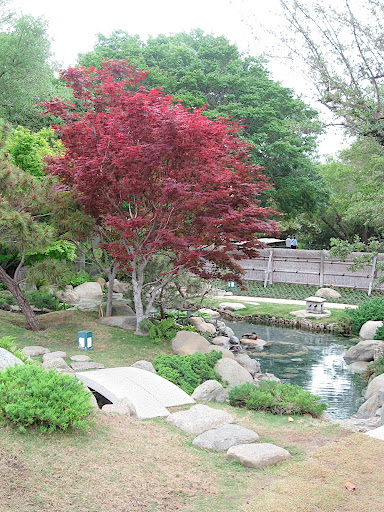 The pond, bridge, and some Japanese maples - along with two very lucky resident ducks.