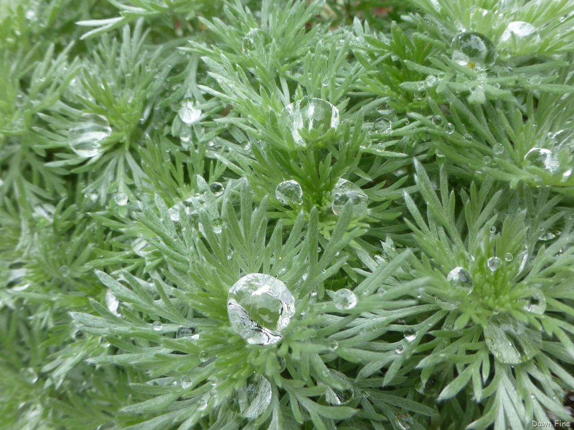 [flowersbirds_1593.jpg]