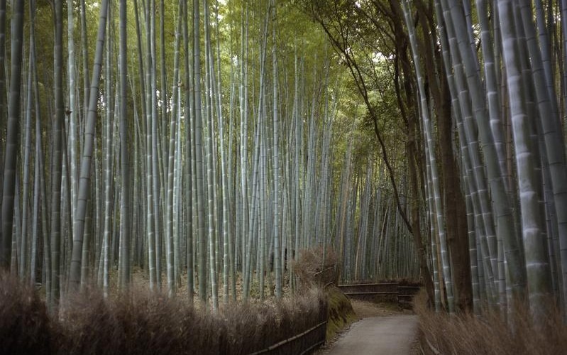 [bamboo-forest-kyoto-799x500%255B5%255D.jpg]