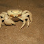 There are loads of these crabs walking the streets, we see about four or five a day.