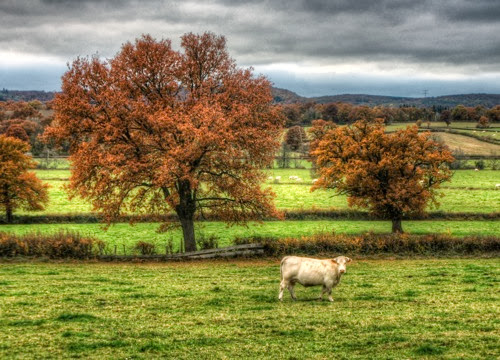 Carrolais in front of autumn colourd trees in Southern Burgundy