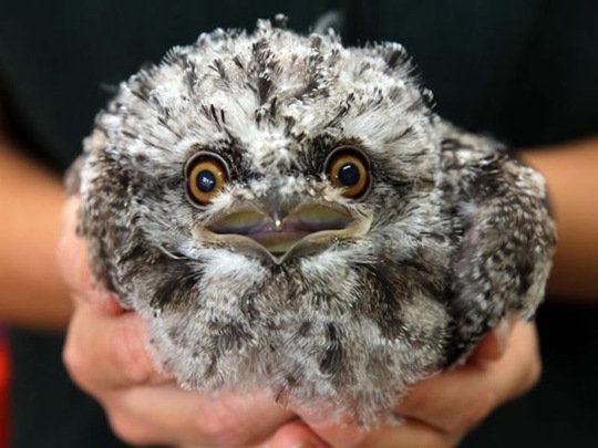 [funny-animals-cute-3%255B2%255D.jpg]