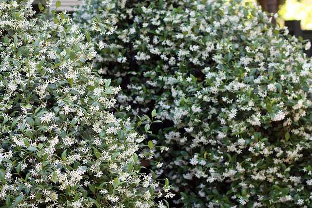 [confed-jasmine34.jpg]