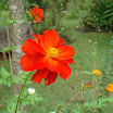 Cosmos - Estação Estrela.jpg