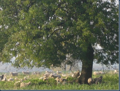 morgenbilder 010