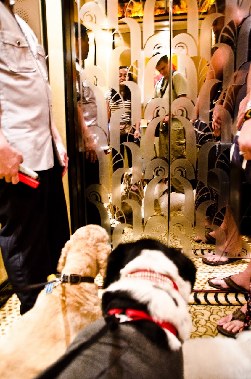 Chewy and Abby at the elevator