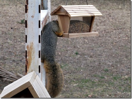 squirrel03-19-14b squirrel03-19-14b