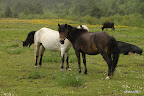 Horses in the meadow