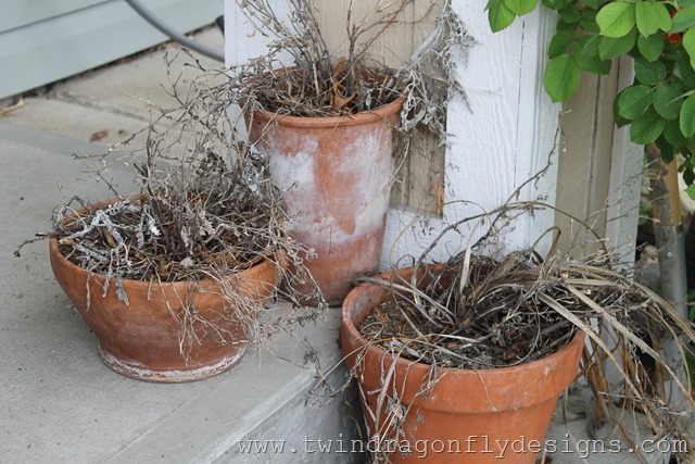 [PlantingAnnuals12.jpg]