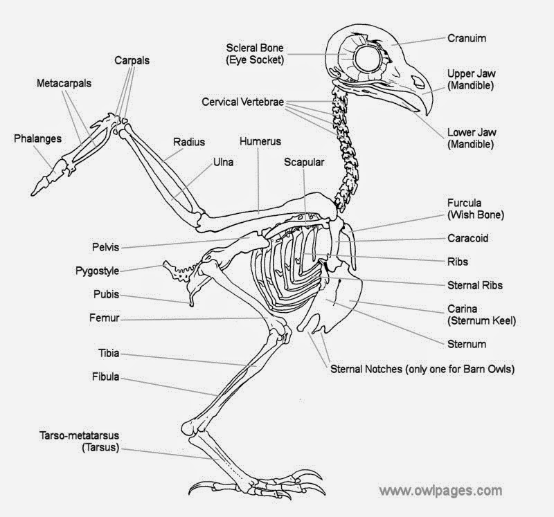 [articles-OwlPhysiology-Skeleton-017.jpg]