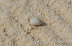 Natura :: semovente.jpg