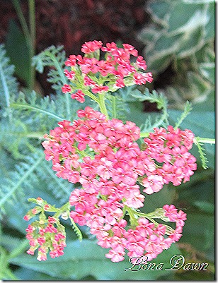 Achillea_Apricot_Delight_Yarrow