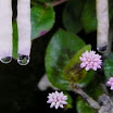 expos-folha-gota1.jpg